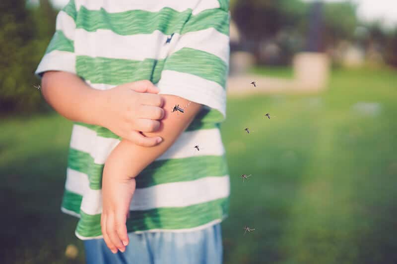 Moustiques risques de transmission de maladies