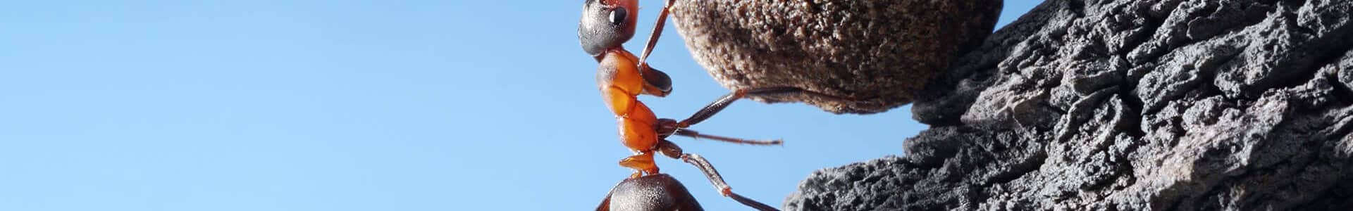 Traitement anti fourmis