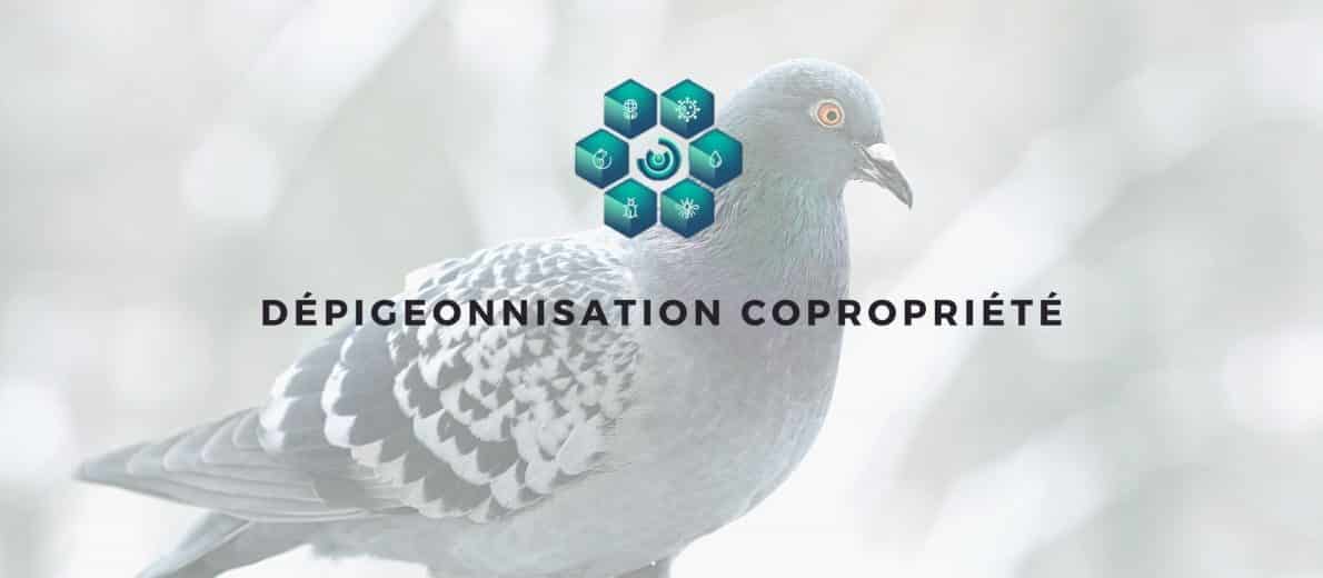 pigeons