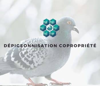 pigeons