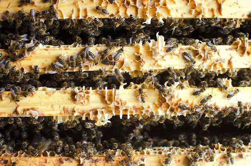 Insectes rampants et volatiles