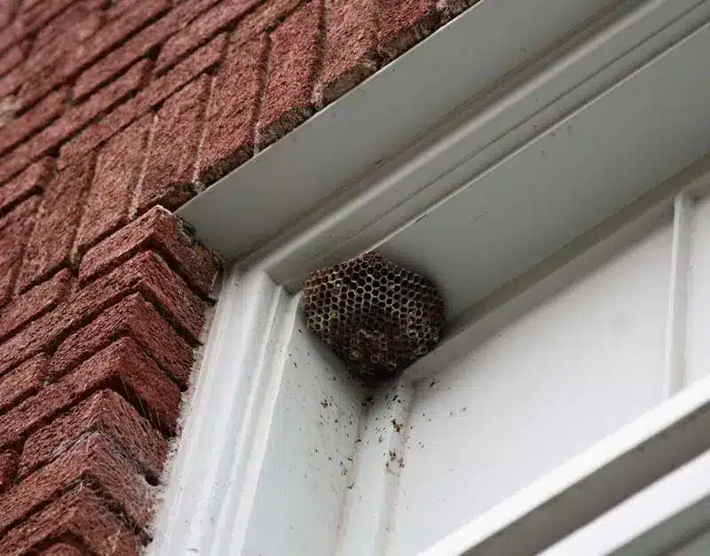 Nid de déchets dans la fenêtre