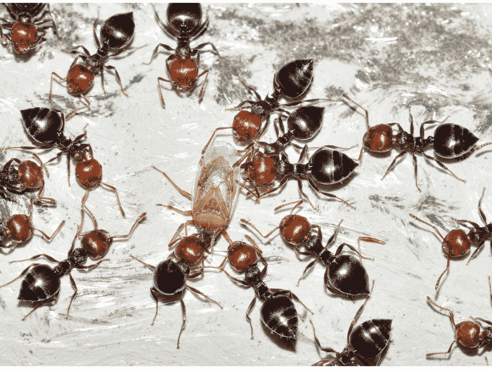 Traitement des fourmis à Bouc-Bel-Air