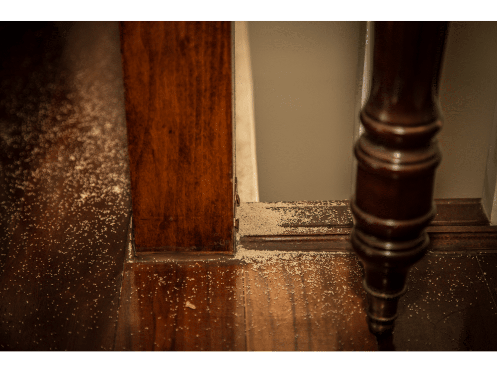Dératisation Désinsectisation, Expert en punaises de lit à Carry-le-Rouet