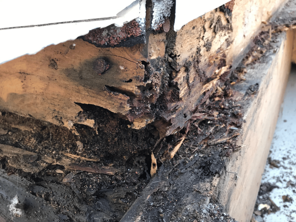 Dératisation Désinsectisation, Expert en punaises de lit à Brignoles