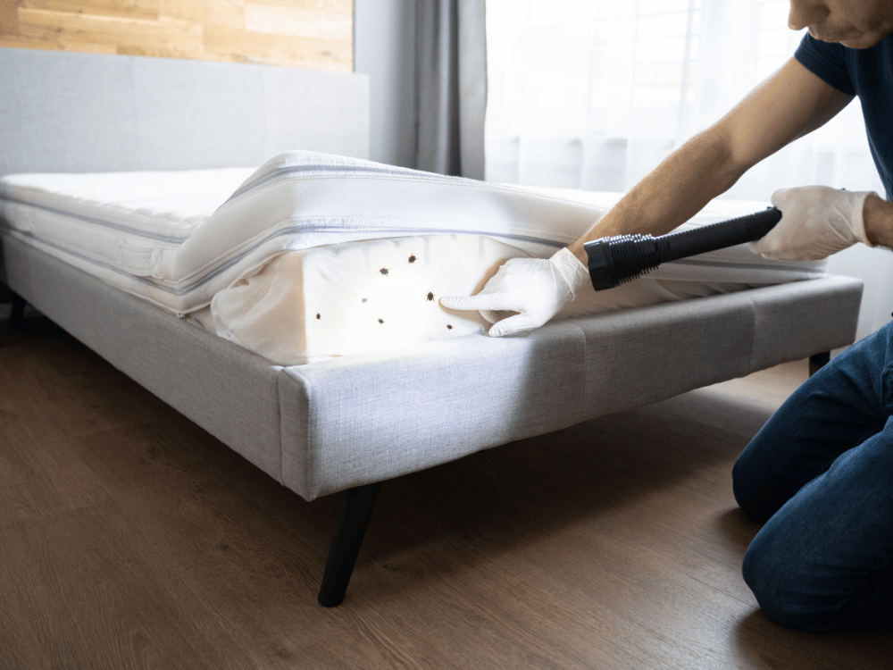 Dératisation Désinsectisation, Expert en punaises de lit au Luc