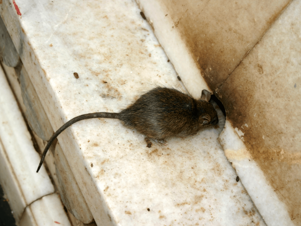 Dératisation Désinsectisation, Expert en punaises de lit à Flassans-sur-Issole