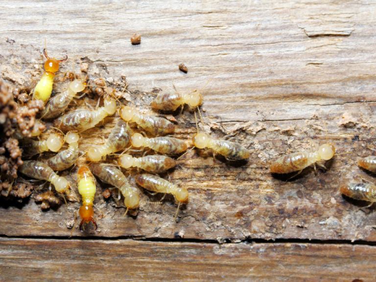 Traitement termites bois