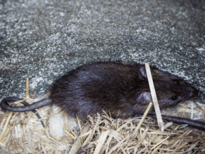 Comment se débarrasser des rats ?