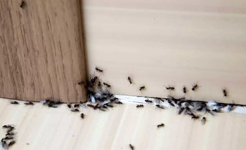 Traitement anti fourmis par application de gel biocide