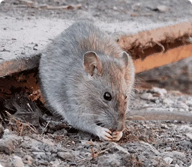 Rat