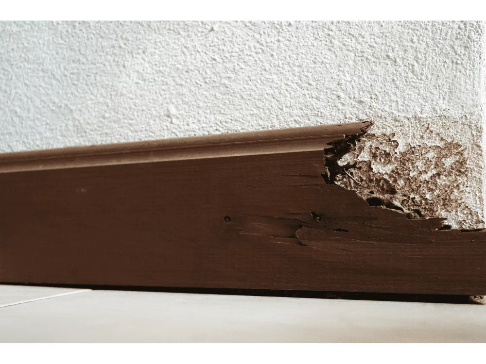 Dératisation Désinsectisation, Expert en punaises de lit à Pertuis