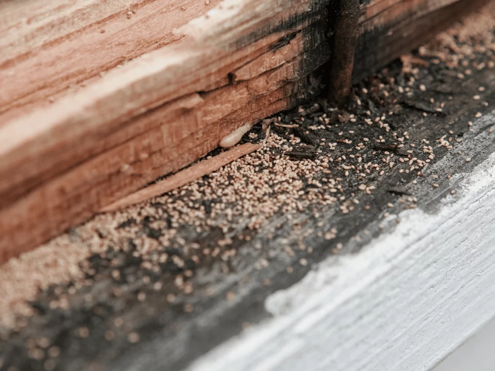 Traiter le bois contre les insectes