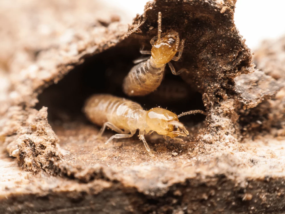 termite