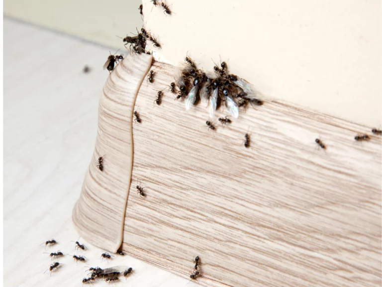 Comment se débarrasser des fourmis ?